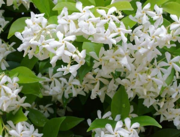 5 Jasmine Essential Oil Benefits, and How to Reap Them