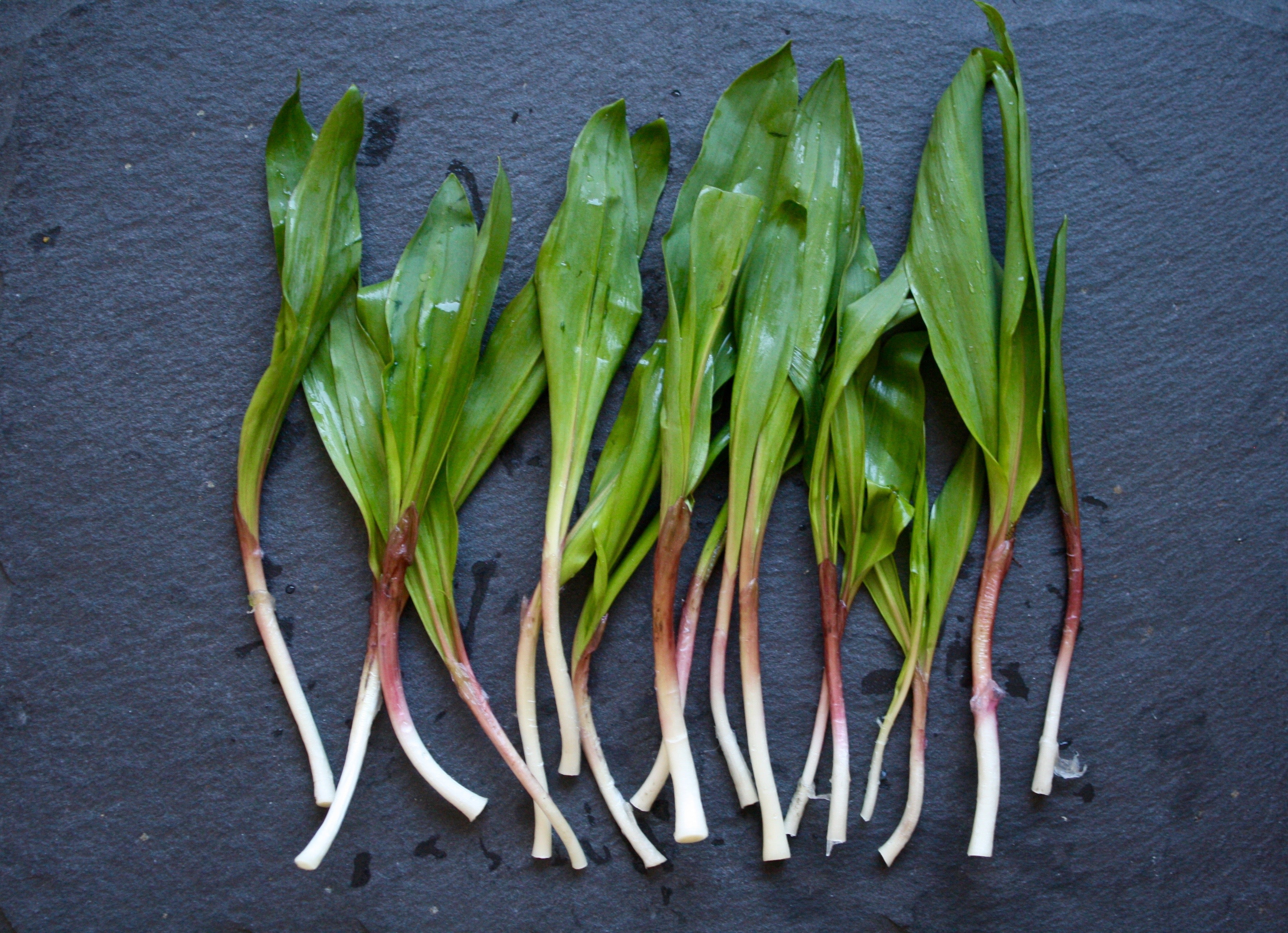 Ramps: What are They, and Why Are They So Popular? – BotanaRX